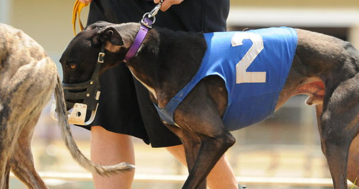 1-year-old Here Comes papa was destroyed after breaking his leg at a West Virginia dog track