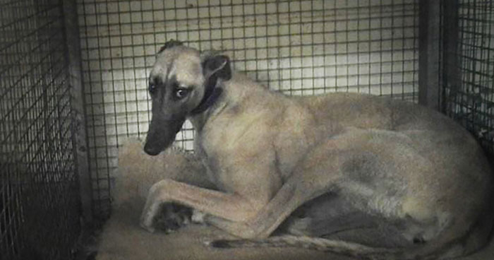 A caged greyhound at the Mardi Gras dog track in West Virginia