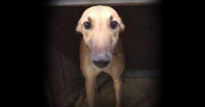 A confined dog at the Tri-State greyhound racing track