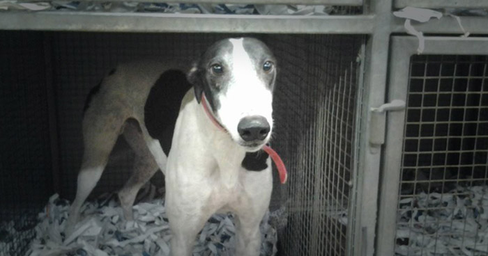 A caged greyhound at Mardi Gras