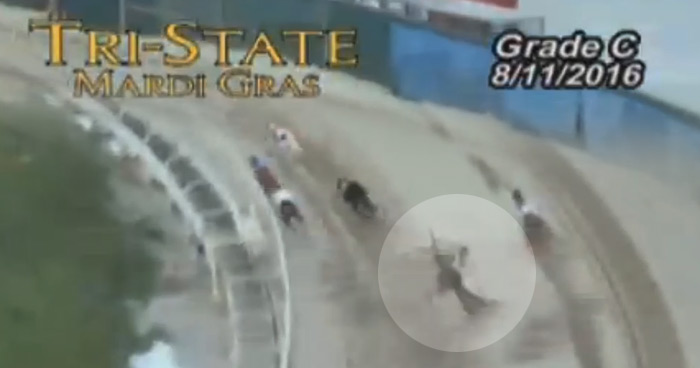 Racing greyhounds DKC Romancandle fell during this Tri State race and was later destroyed