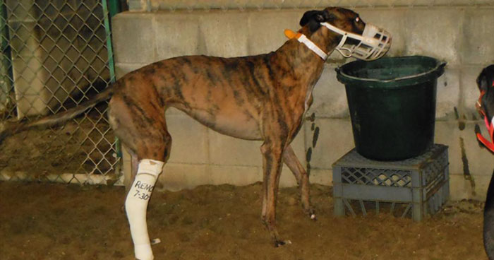 An injured greyhound in a turn-out pen at Wheeling Island