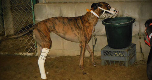 injured greyhound